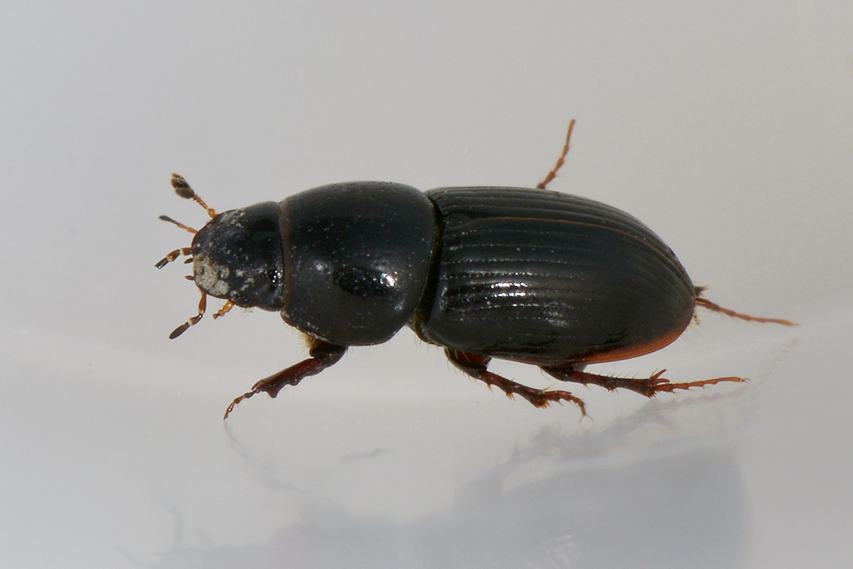 Calamosternus granarius, Aphodiidae